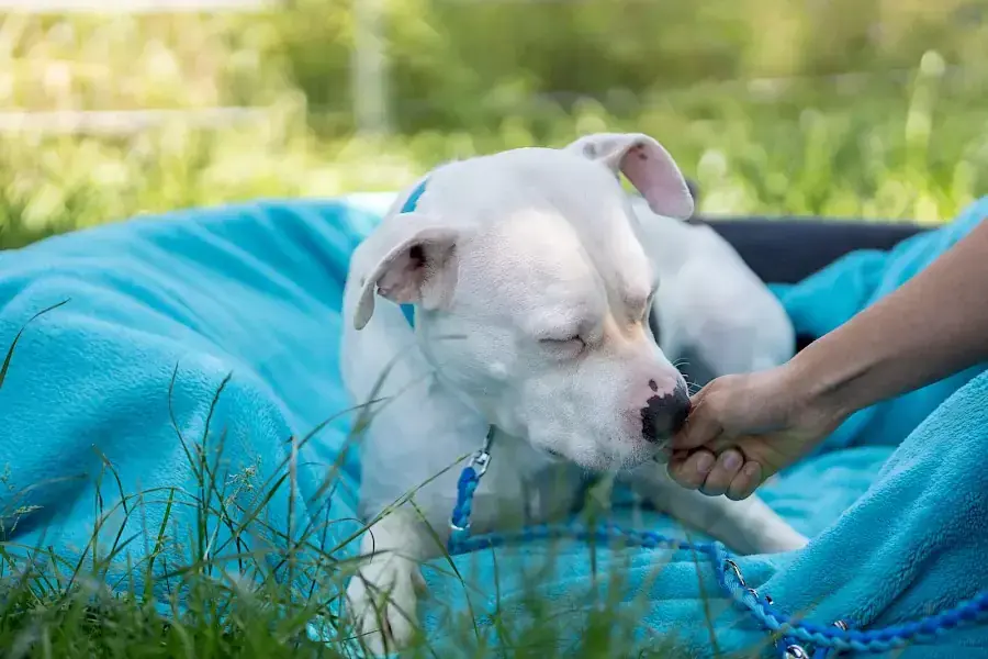 Apollo - American Staffordshire Terrier - Bild 8