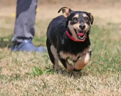 Cherry – Hund – Bild 10