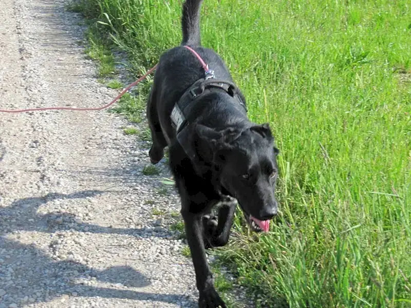 Dongo -  - Bild 5