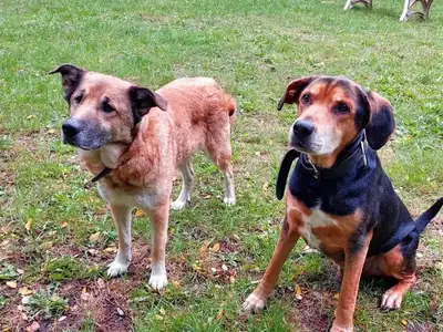 Max – Deutscher Schäferhund – Bild 2