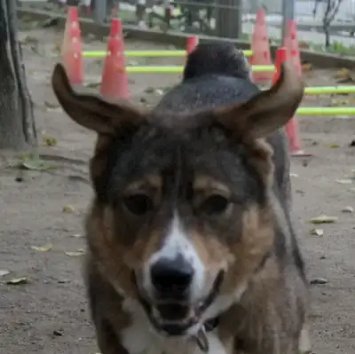 Amy – Deutscher Schäferhund – Bild 2