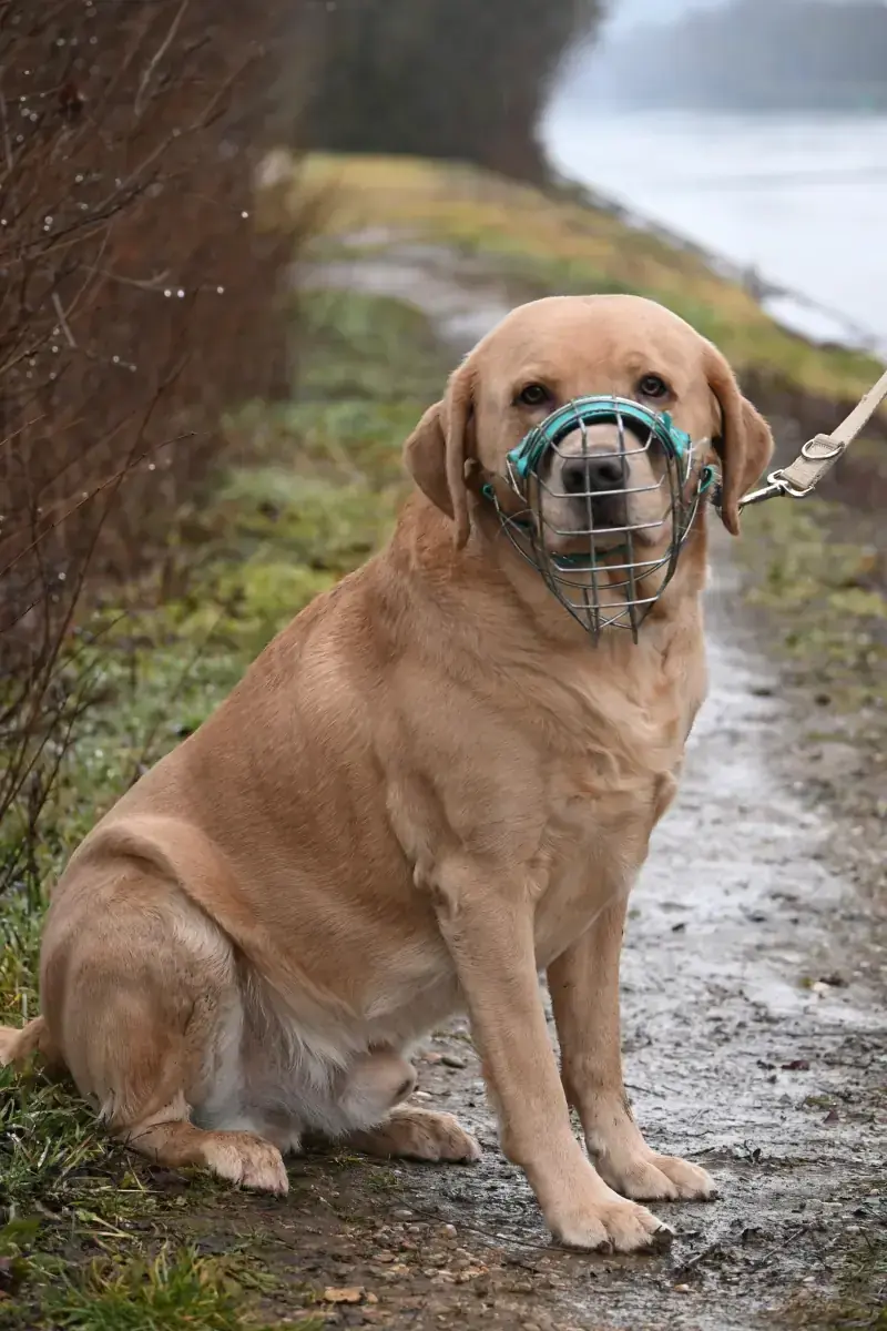 Benito - Labrador Retriever - Bild 12
