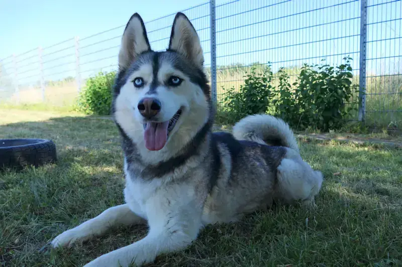 Tina - Siberian Husky - Bild 3