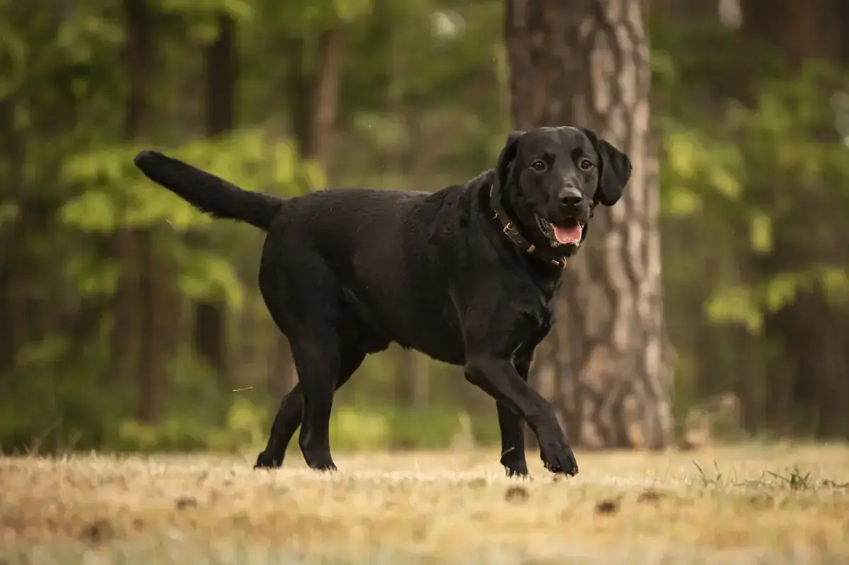 Maggeroni - Labrador Retriever - Bild 2
