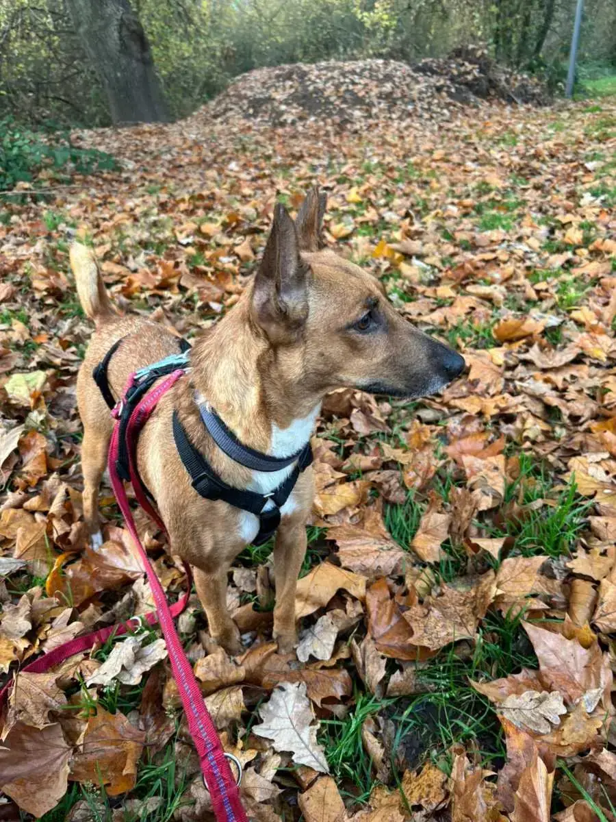 Layla -  - Bild 3