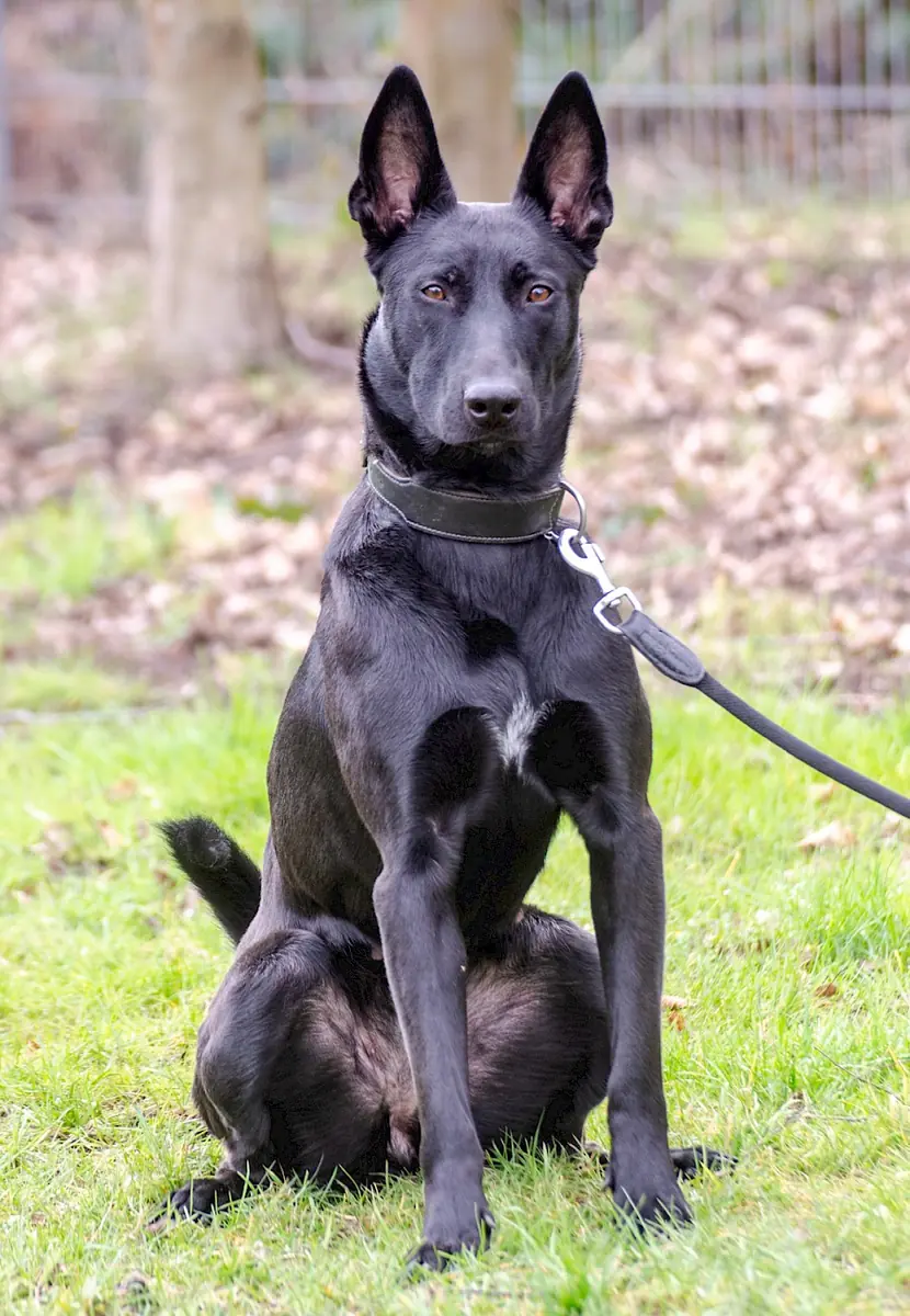 Greta - Deutscher Schäferhund - Bild 11