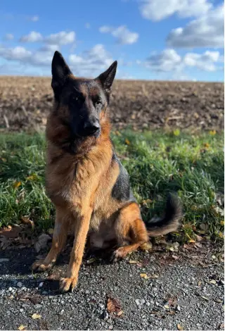 Max - Deutscher Schäferhund - Bild 3