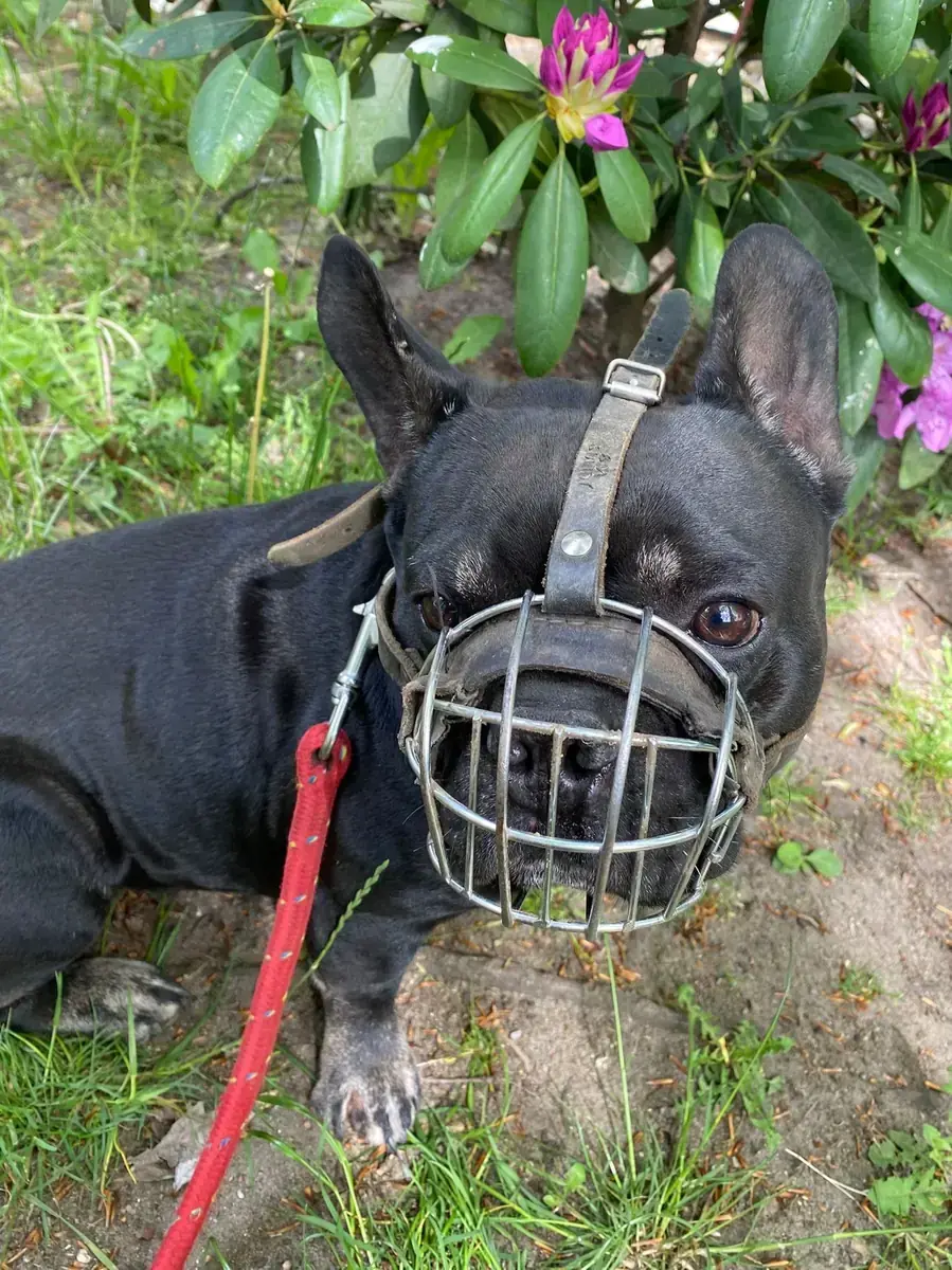 Dustin - Französische Bulldogge - Bild 3