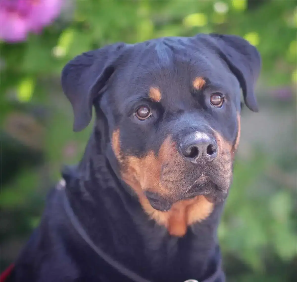 Arni - Rottweiler - Bild 2
