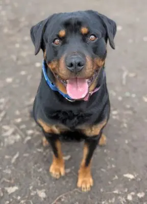 Rottweiler Aragon