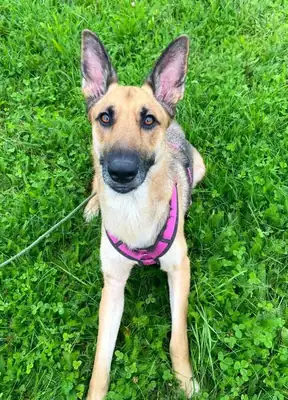 Alice – Belgischer Schäferhund – Bild 10