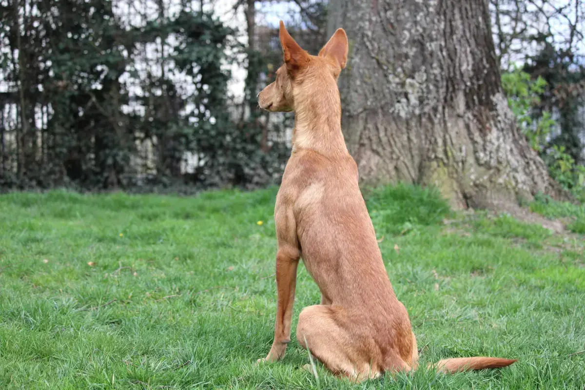 Baco - Podenco Canario - Bild 3