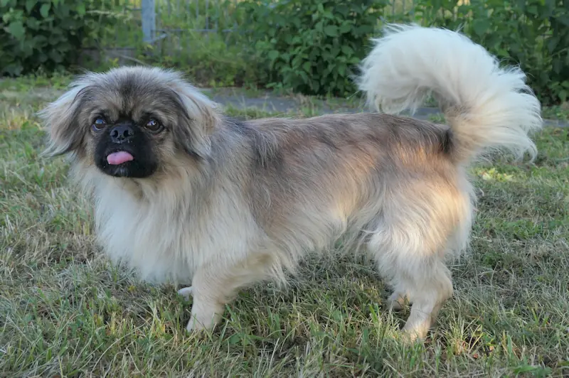 Tyrion - Pekingese - Bild 3