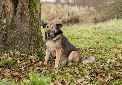 Darius – Hund – Bild 2