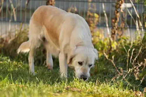 Irma – Golden Retriever – Bild 3
