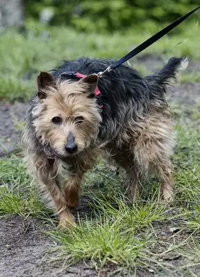 Gofio – Yorkshire Terrier – Bild 5