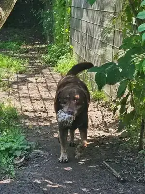 Ollek – Labrador Retriever – Bild 3
