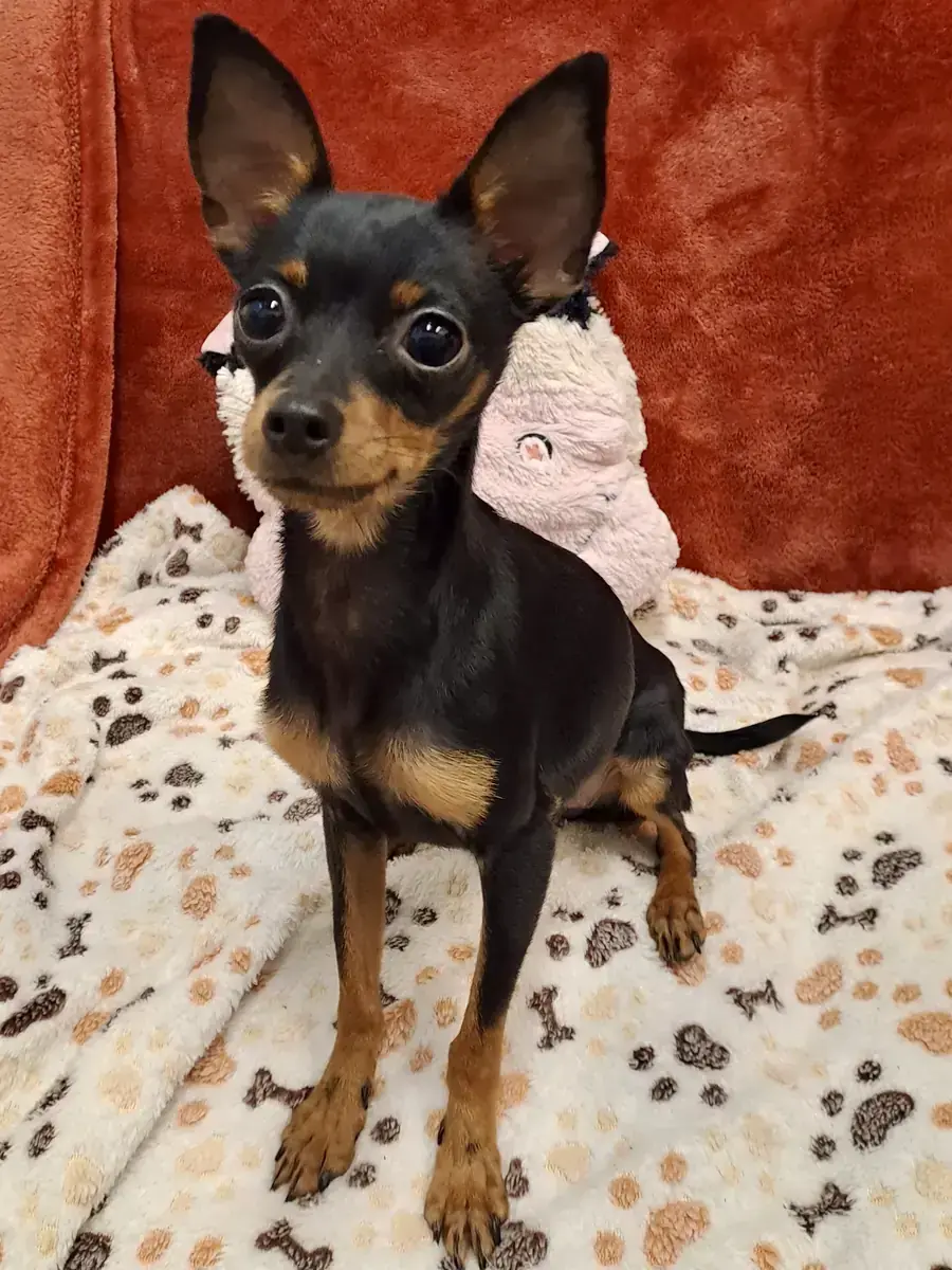 Cassy - Deutscher Pinscher - Bild 2