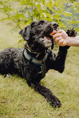 Mezzo – Berner Sennenhund – Bild 5