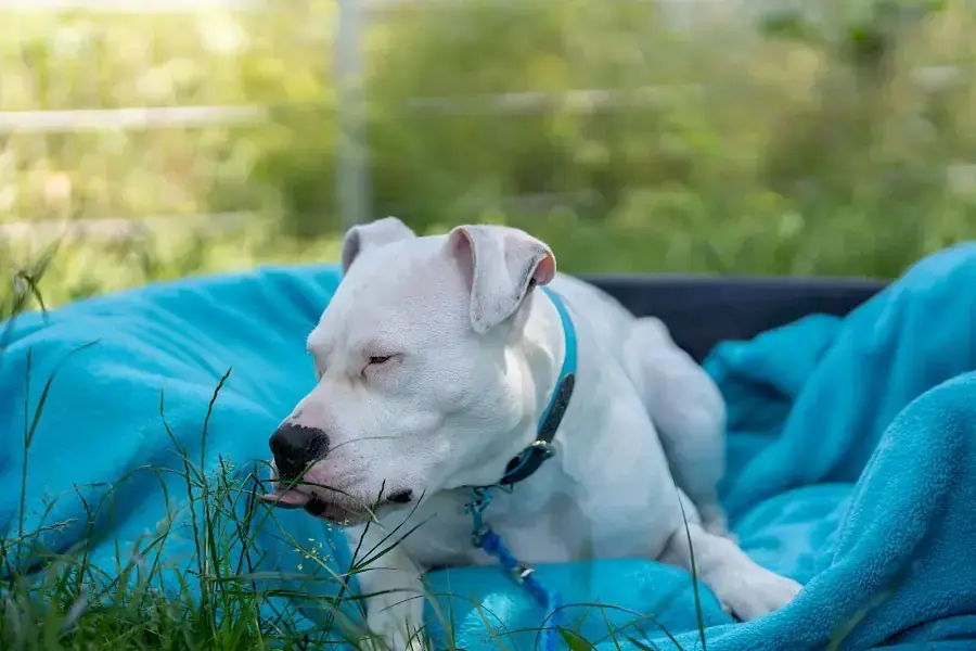 Apollo - American Staffordshire Terrier - Bild 9