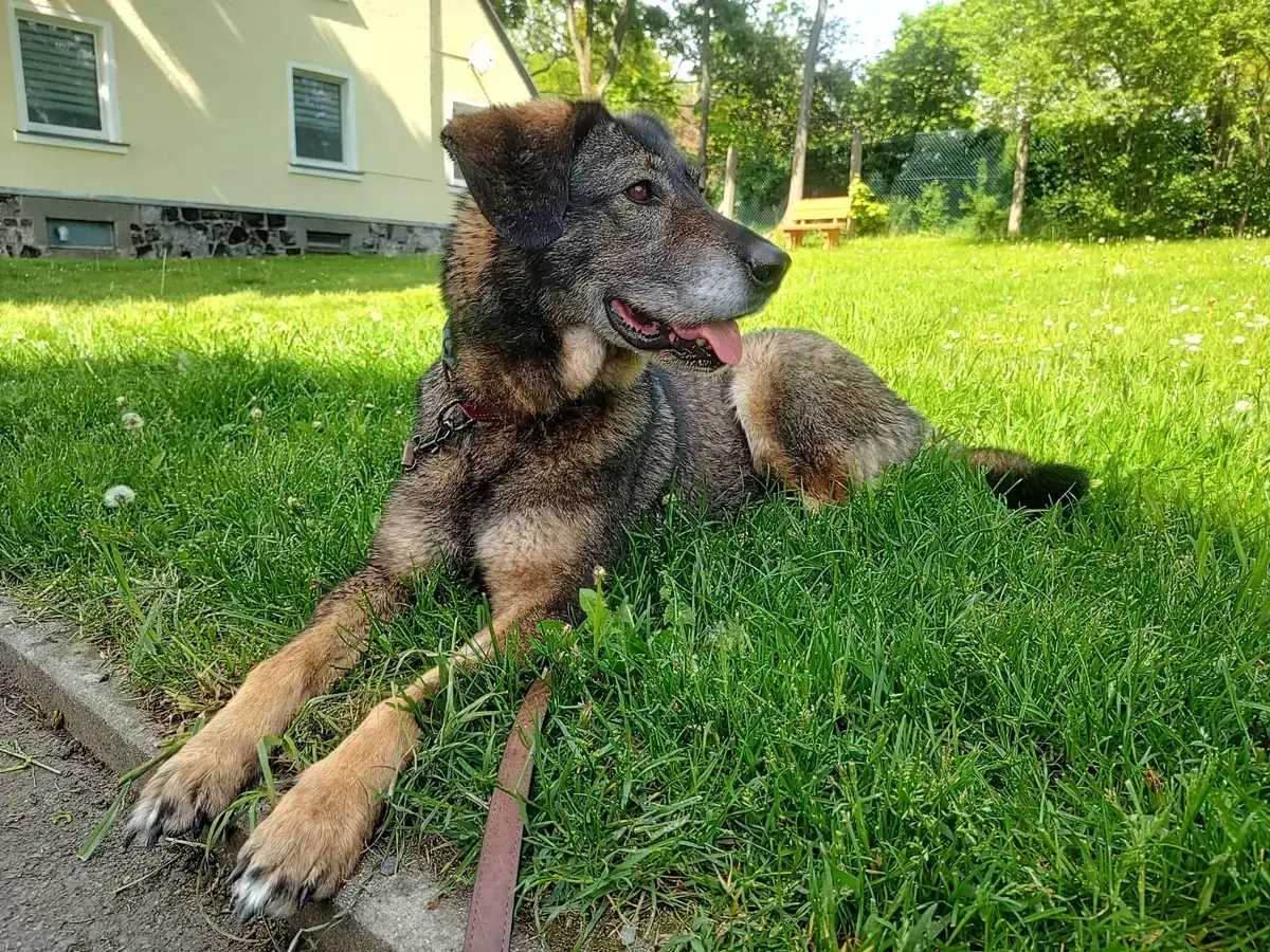 Azia -  - Bild 2