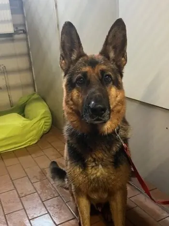 Harry - Deutscher Schäferhund - Bild 1