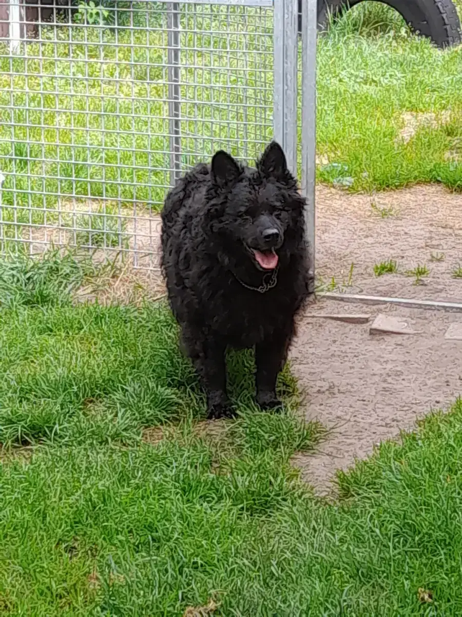 Hund Curly