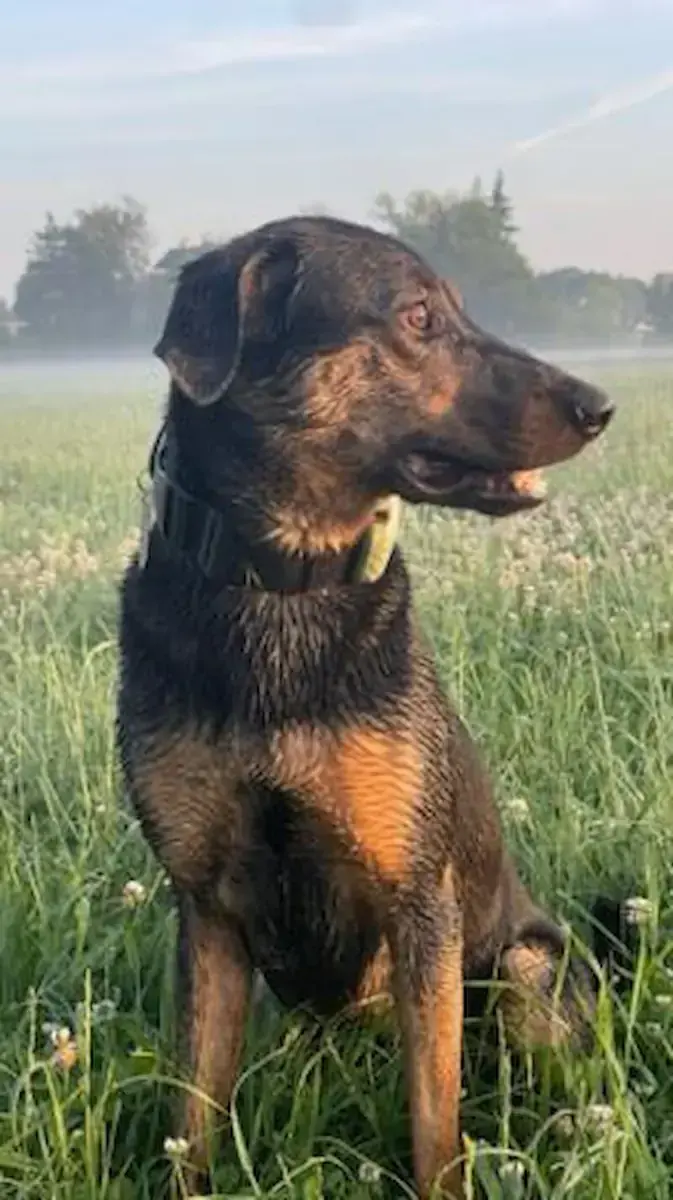 Lio - Australian Shepherd, Dobermann - Bild 3