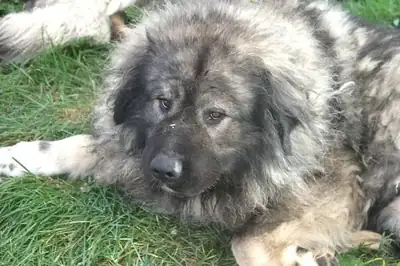 Chico – Kaukasischer Owtscharka – Bild 4