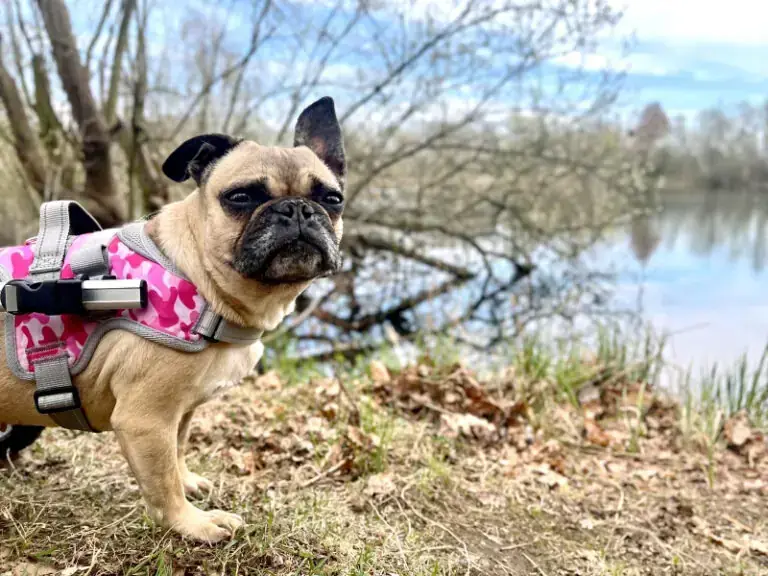 Sandy - Französische Bulldogge - Bild 6