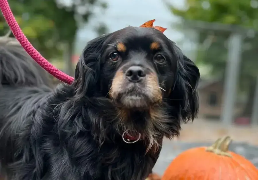 Kork - Tibet-Spaniel - Bild 1