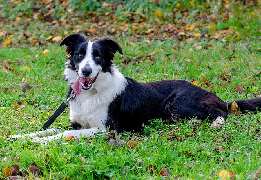 Manoah - Border Collie - Bild 3