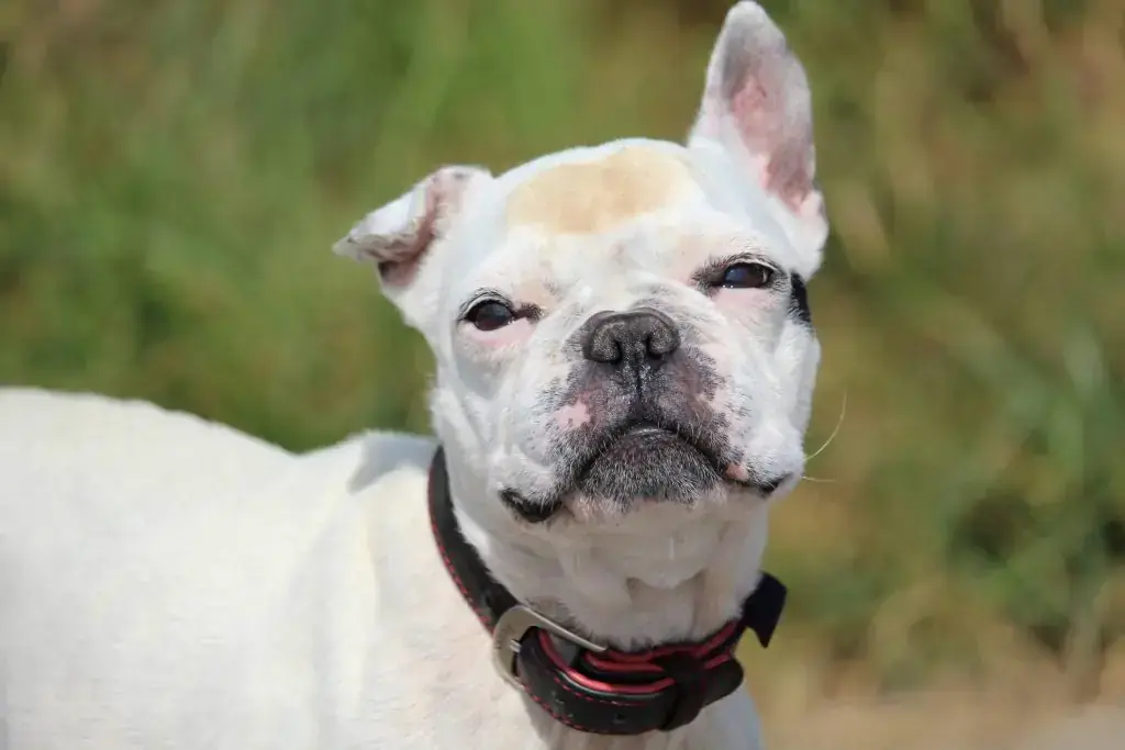 Französische Bulldogge Dolly