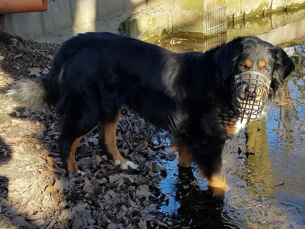 Simba -  - Bild 4
