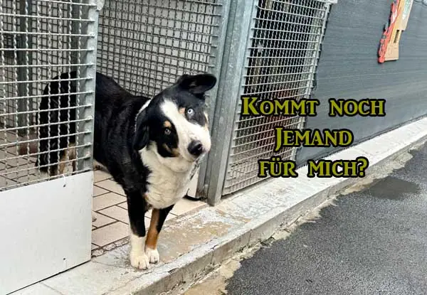 Bolle -  - Bild 11