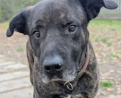 Cane Corso Italiano-Mix Chester
