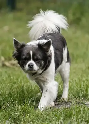 Lilli – Französische Bulldogge, Chihuahua – Bild 5
