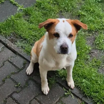 Boli -  - Bild 3
