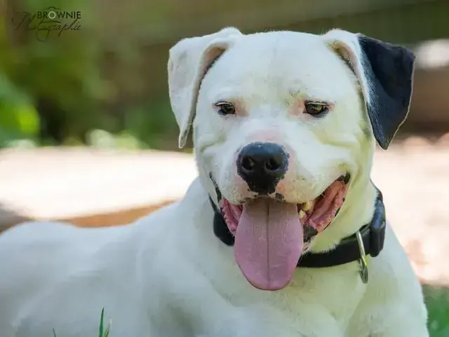 Hades - Dogo Argentino - Bild 11