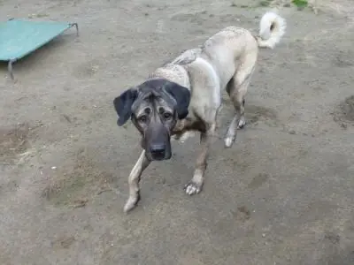 Pascha - Kangal-Hirtenhund - Bild 3