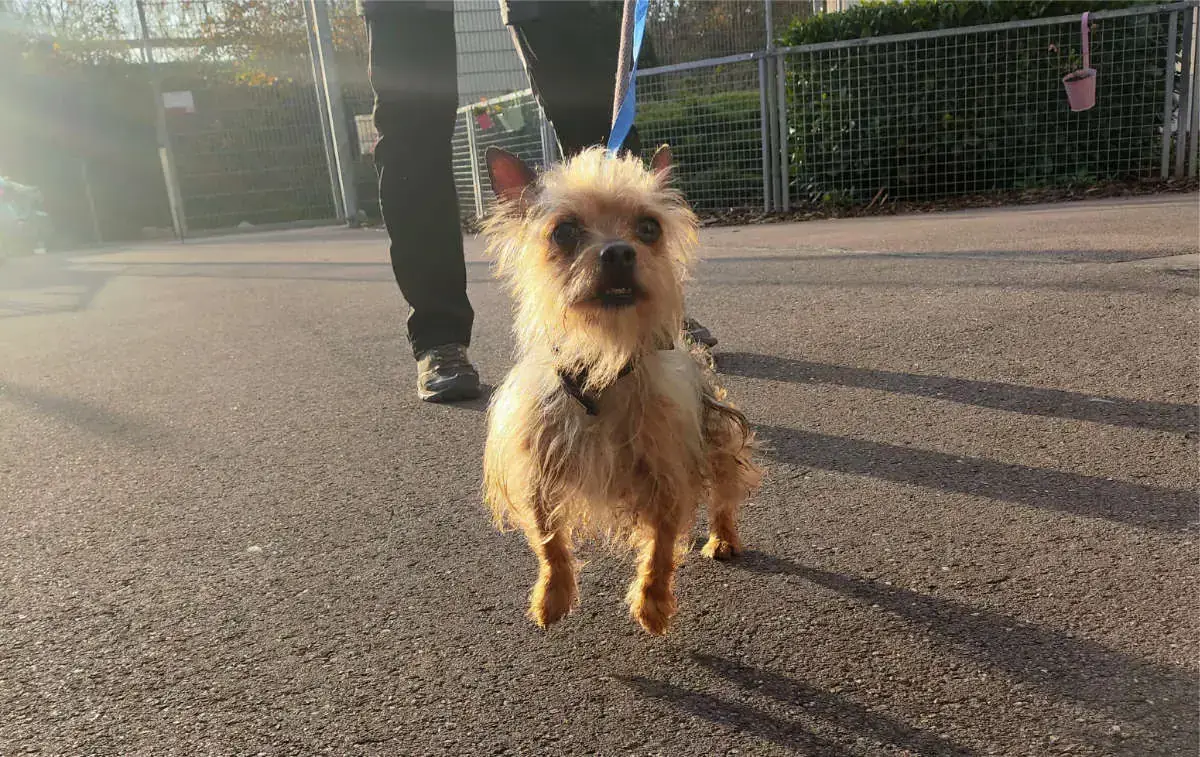 Max - Chihuahua - Bild 9