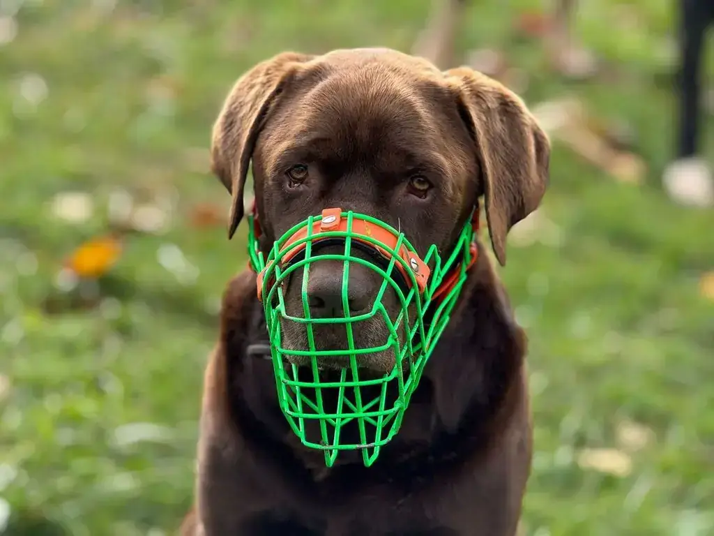Neo - Labrador Retriever - Bild 8