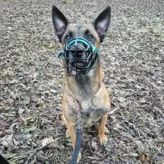 Sky – Belgischer Schäferhund – Bild 6