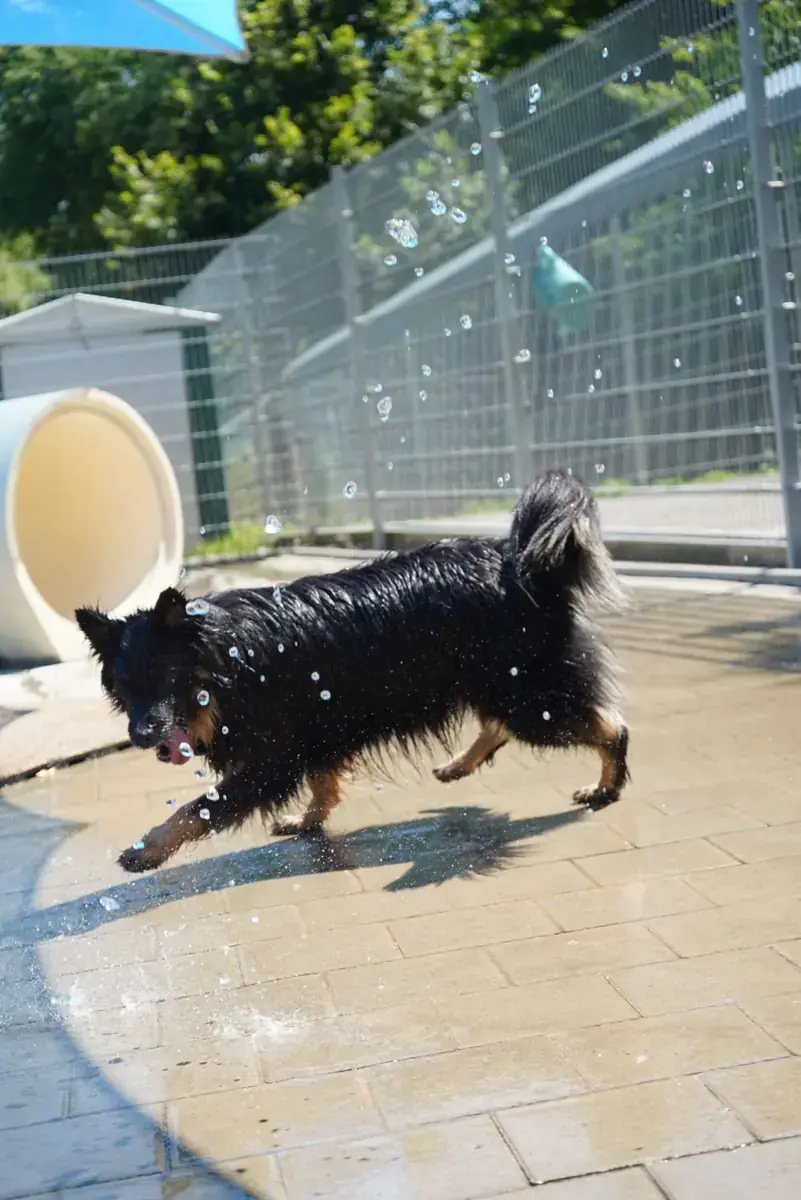 Kiki -  - Bild 4