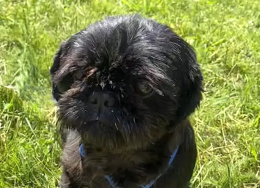 Betty - Shih Tzu - Bild 4