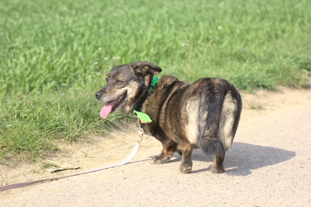 Benni - Dackel, Deutscher Schäferhund - Bild 3