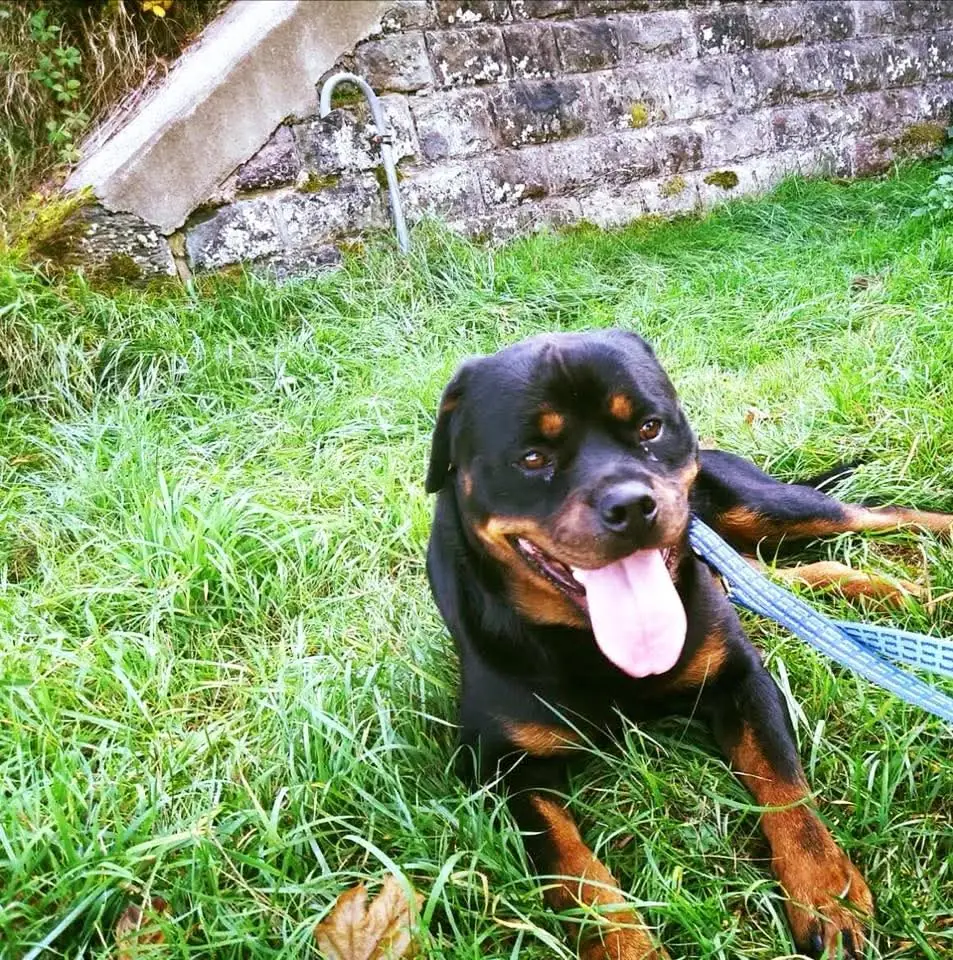 Nero - Rottweiler - Bild 6