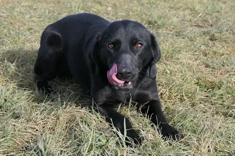 Zora - Labrador Retriever - Bild 3