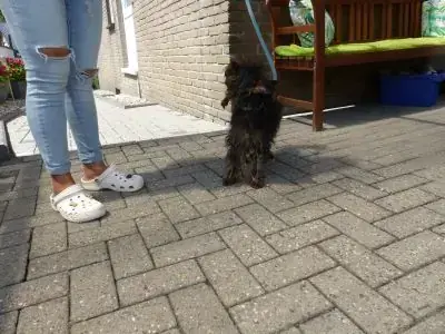 Gismo -  - Bild 11