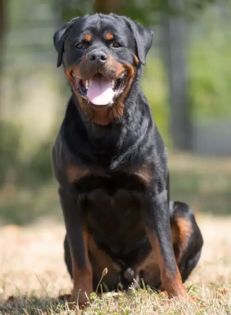 Rottweiler Donut